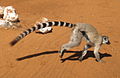 Lemur catta en Berenti-Naturrezervejo situinta en la ekoregiono.