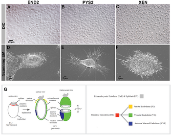 Morfologische karakterisering van END2-, PYS2- en XEN-cellen van het muisembryo. END2: visceraal endoderm-achtig, PYS2: pariëtaal endoderm-achtig, XEN: Extra-embryonaal endoderm stamcellen.