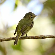 Neopelma chrysolophum - Serra do Mar Tyrant-Manakin.jpg