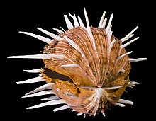 A shell of "Spondylus regius"