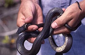 Casarea dussumieri, un Bolyeriidae