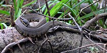 Cottonmouth (Agkistrodon piscivorus) in Liberty County