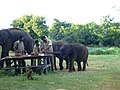 Elephants being fed