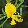 Close-up of a flower