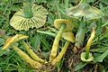 Hygrocybe psittacina sin. Gliophorus psittacinus