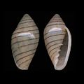 Marginella diadochus Luderitz, Namibia