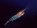 Krill do Norte (Meganyctiphanes norvegica)