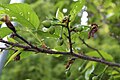 Quả non của Prunus campanulata.