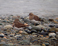 Rufous-chested Dotterel (winter plumage)