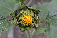 Een zich openende zonnebloem (composietenfamilie), waar het omwindsel de bloemen nog grotendeels omgeeft