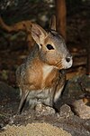 Patagonian mara