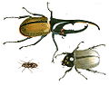 Ilustrácia z diela Illustrations of Exotic Entomology (1837), na obrázku 1 = samec Dynastes hercules, 2 = samička Dynastes hercules a 3 = Chalcophora virginiensis