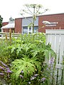 Gigantski svinjski korov (Heracleum mantegazzianum)