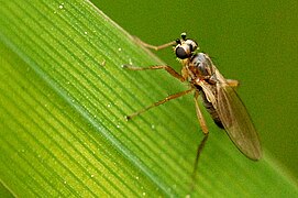 Lonchoptera lutea, un Lonchopteridae.