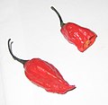 Naga Jolokia pepper o Bhut Jolokia (C. chinense x C. frutescens)