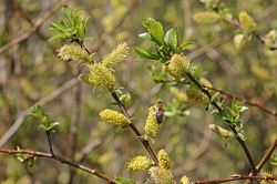 Hanblommor på svartvide