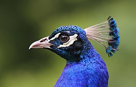 Portrait d'un paon bleu dans le domaine zoologique de Pescheray.