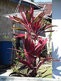 Red specimen in Buton Island