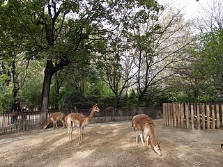 Vicunas in the Jardin des Plantes