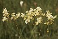 Zigadenus glaberrimus -lajin kukintoja