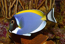 Powderblue surgeonfish, Acanthurus leucosternon