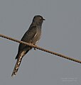 In Kinnerasani Wildlife Sanctuary, Andhra Pradesh, India.