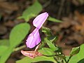 Dicliptera foetida