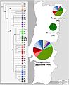 Distribuição dos haplogrupos de DNA mitocondrial dos sefarditas portugueses e da população portuguesa não-judia