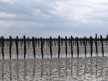 Alignement de pieux en bois recouverts de moules à marée basse.