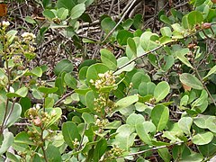 Neocarya macrophylla.