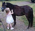 American Shetland Pony