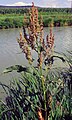 Rumex hydrolapathum