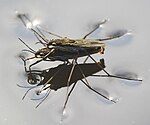 Water striders using water surface tension when matting.