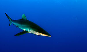 Carcharhinus falciformis