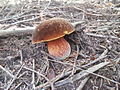 Boletus erythropus