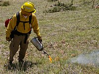 Using a driptorch to ignite a prescribed fire