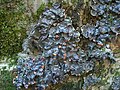 Peltigera polydactylon