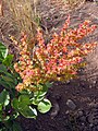 Rumex lunaria