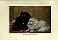 The book of the cat (Plate 2) featuring a solid black and a solid white Persian cat