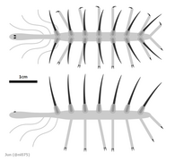 Hallucigenia sparsa was a member of group lobopodian, that is considered to be related to modern velvet worms.