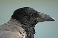 Corvus cornix