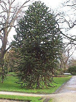 Čīles araukārija (Araucaria araucana)