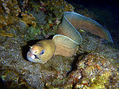 Une murène (Enchelycore schismatorhynchus), qui fait partie des poissons.