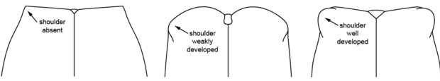 Three drawings: first one on the left, shoulders absent (outer corner of elytra straight); center, shoulders weakly developed (outer corner of elytra slightly curved); right, shoulders well-developed (outer corners of elytra prominent)