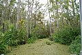 Image 22Honey Island Swamp (from Louisiana)