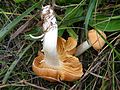 Hygrophorus nemoreus