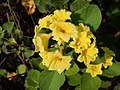 Cordia lutea