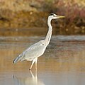 La garza real (Ardea cinerea) es una especie de ave pelecaniforme de la familia Ardeidae propia del Viejo Mundo. Es residente en zonas templadas pero muchas migran en verano a zonas más frías y en invierno a zonas más cálidas. Por JJ Harrison.