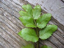 feuille probablement d'Apium nodiflorum. Les dents et les folioles sont très arrondis, morphe fréquent sur cette espèce.