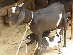 Female suckling two kids